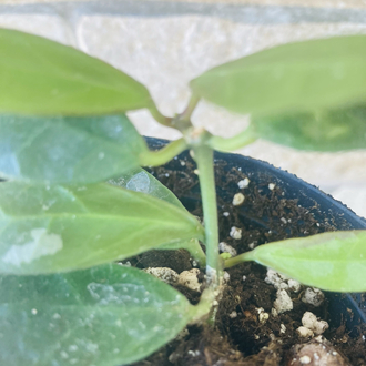 Hoya rebecca 