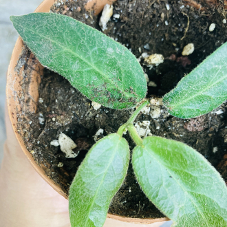 Hoya patella pink 
