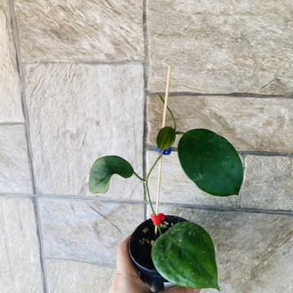 Hoya macrophylla snow queen