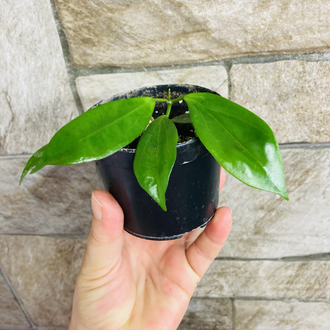 Hoya neo ebudica 