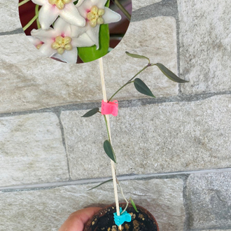 Hoya carii