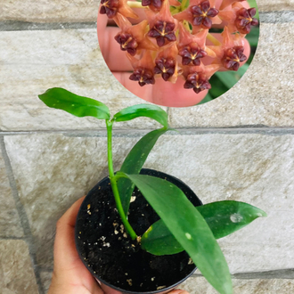 Hoya lobbii orange