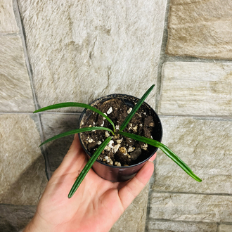 Hoya İnsularis 