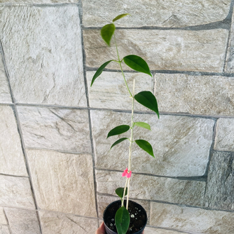 Hoya iris mariae