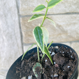 Hoya bella variegate