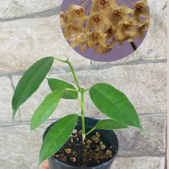 Hoya gildingii