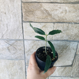 Hoya amriata 
