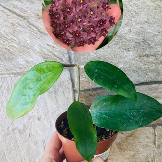 Hoya purpureofusca 