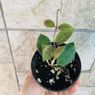 Hoya wallianiana ut 152