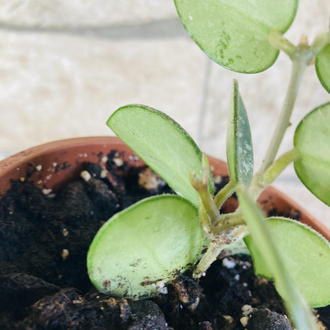 Hoya mathilde splash 