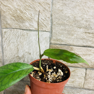 Hoya viteliniodies