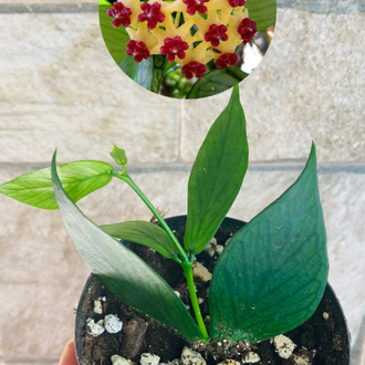 Hoya polynuera
