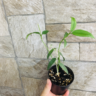 Hoya burmanica