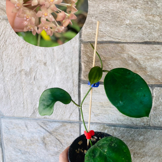 Hoya macrophylla snow queen
