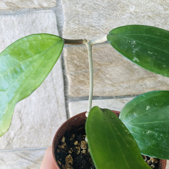 Hoya purpureofusca 
