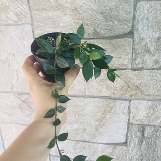 Hoya lacunosa