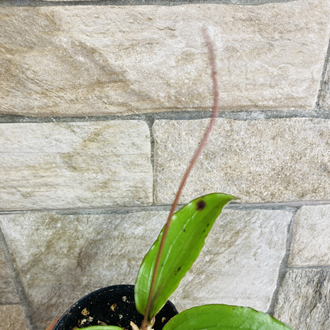 Hoya erythrina nara purple 
