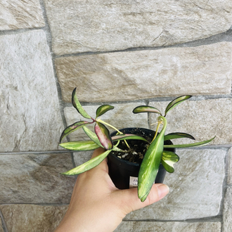 Hoya wayetii tricolar (iki köklüdür)