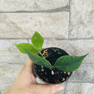 Hoya polynuera 
