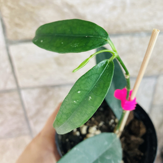 Hoya campanulata yellow 
