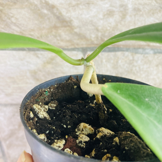 Hoya incarssata 