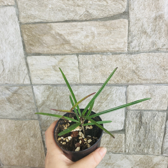 Hoya İnsularis