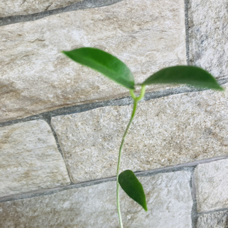Hoya sv 441