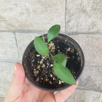Hoya yellow sapphire 