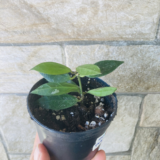 Hoya rebecca 