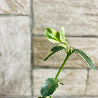 Hoya cummingiana variegate