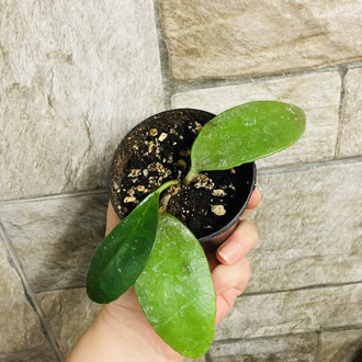 Hoya benchaii