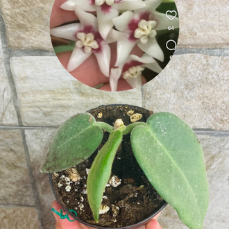 Hoya calycina stargezer 
