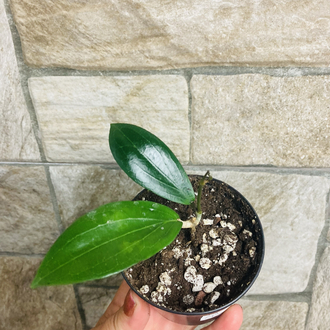 Hoya Lp 009