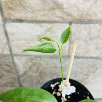 Hoya chloroleuca 