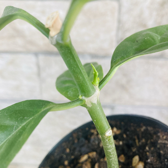 Hoya decipualae 