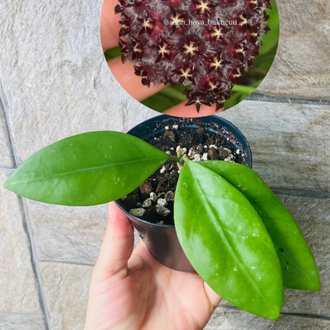 Hoya mindorensis ut 042