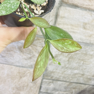 Hoya collina ir 26