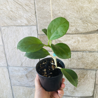 Hoya pachclada red