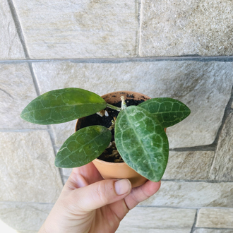 Hoya eliptica splash 