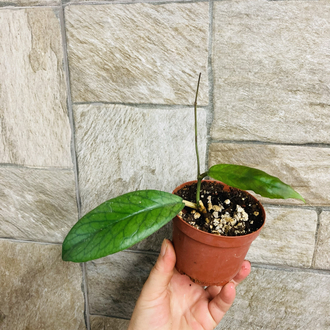 Hoya viteliniodies