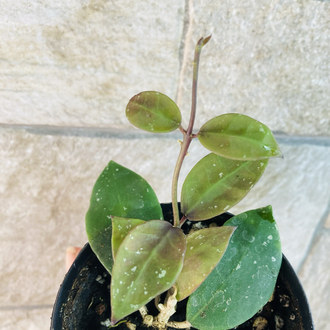 Hoya wallianiana ut 152