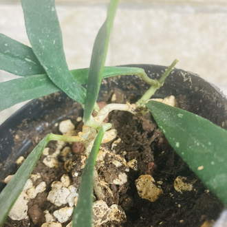 Hoya mirabilis