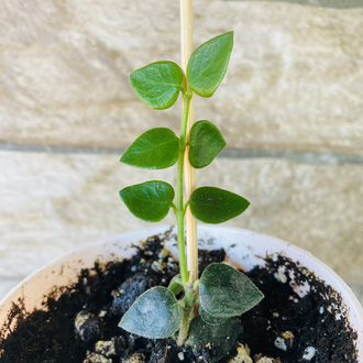 Hoya chinghungensis