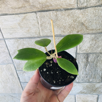 Hoya erytrostemma ut 048