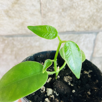 Hoya sp papua