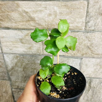 Hoya endauensis
