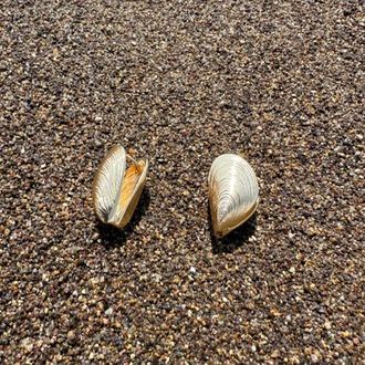 Vip shell 2 cm küpe 