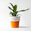 Autumun Saksı Seti 