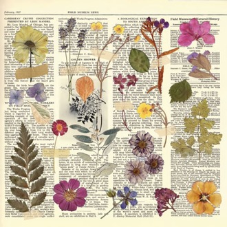 Scrapbooking kağıdı Seti Summer Botanical Story / "Fabrika Dekoru"