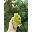 BABY SHREK